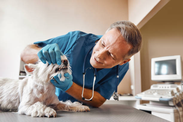 Best Emergency Dental Care for Broken or Chipped Teeth in South Fulton, TN